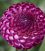 Dahlia Hapet Camelia