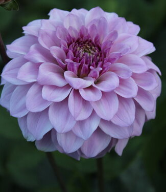 Dahlia Fleurano's Violet Kiss