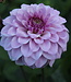 Dahlie Fleurano's Violet Kiss