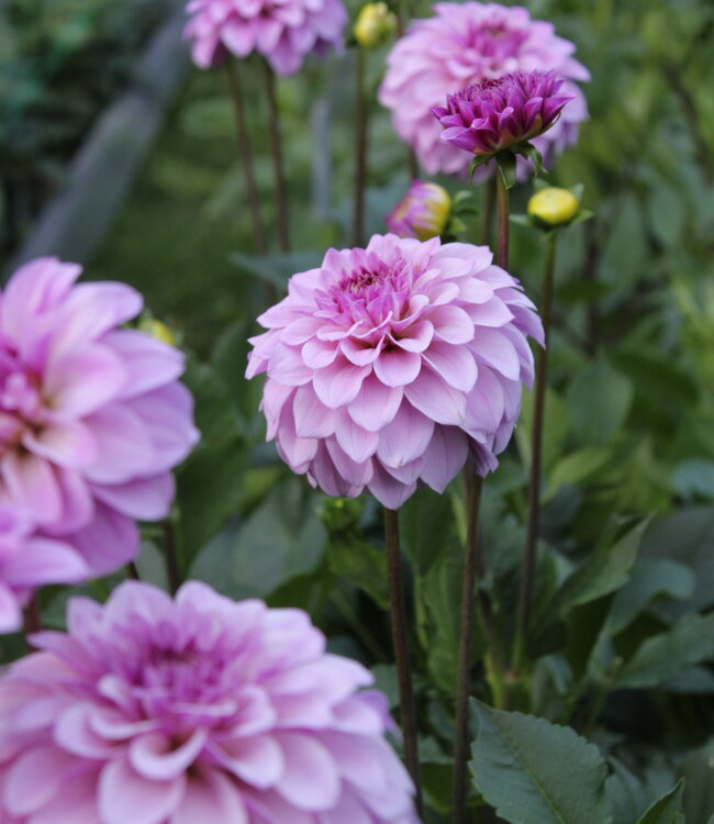Dahlia Fleurano's Violet Kiss