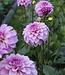 Dahlia Fleurano's Violet Kiss