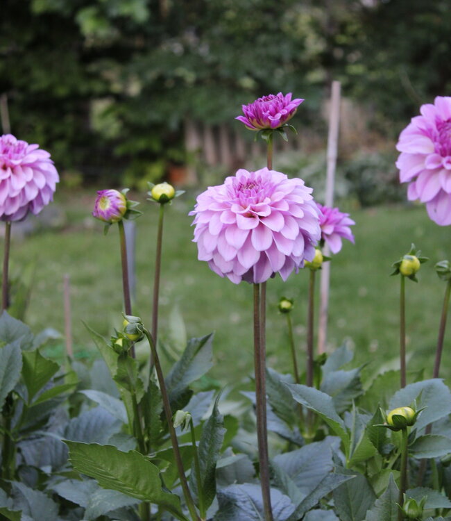 Dahlia Fleurano's Violet Kiss