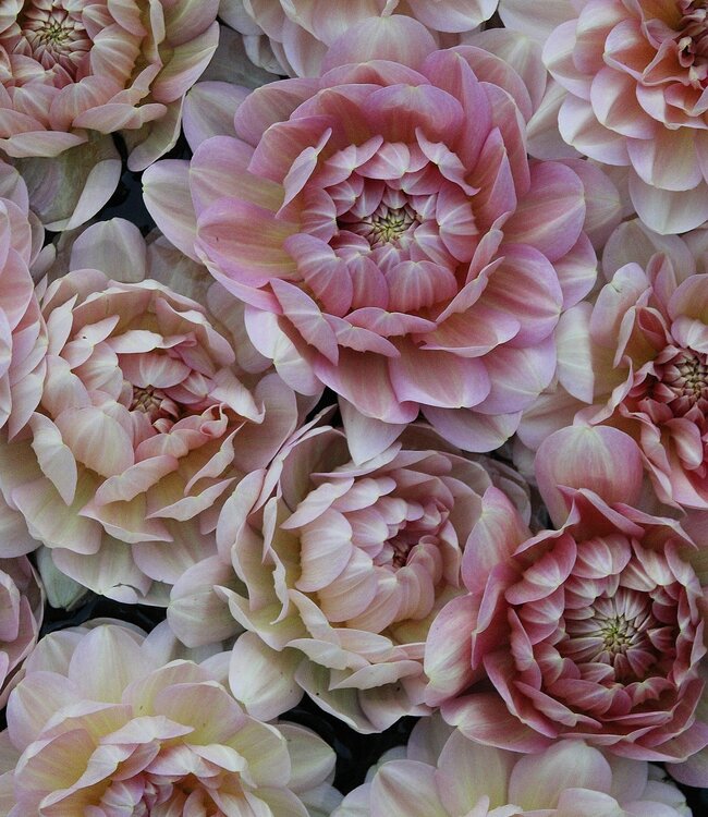 Dahlia Hapet Old Charm