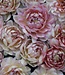 Dahlia Hapet Old Charm