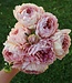 Dahlia Hapet Old Charm
