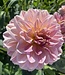 Dahlia Hapet Old Charm