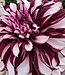 Dahlia Tartan