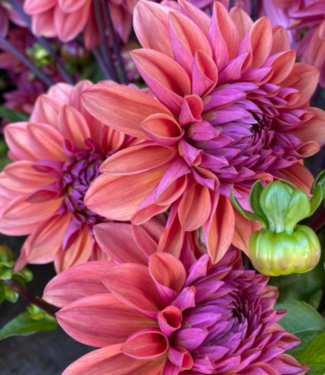 Dahlia American Dawn