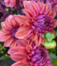Dahlia American Dawn