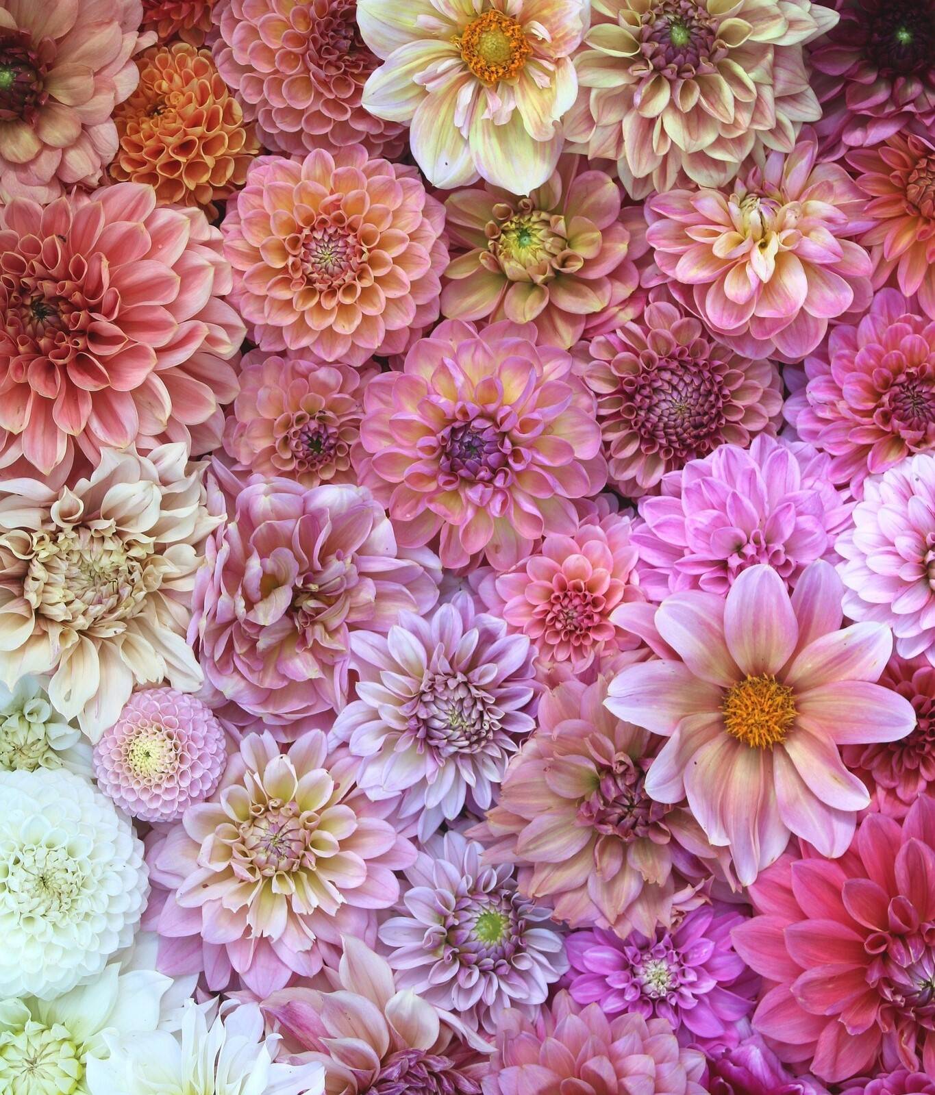 Exclusive assortment