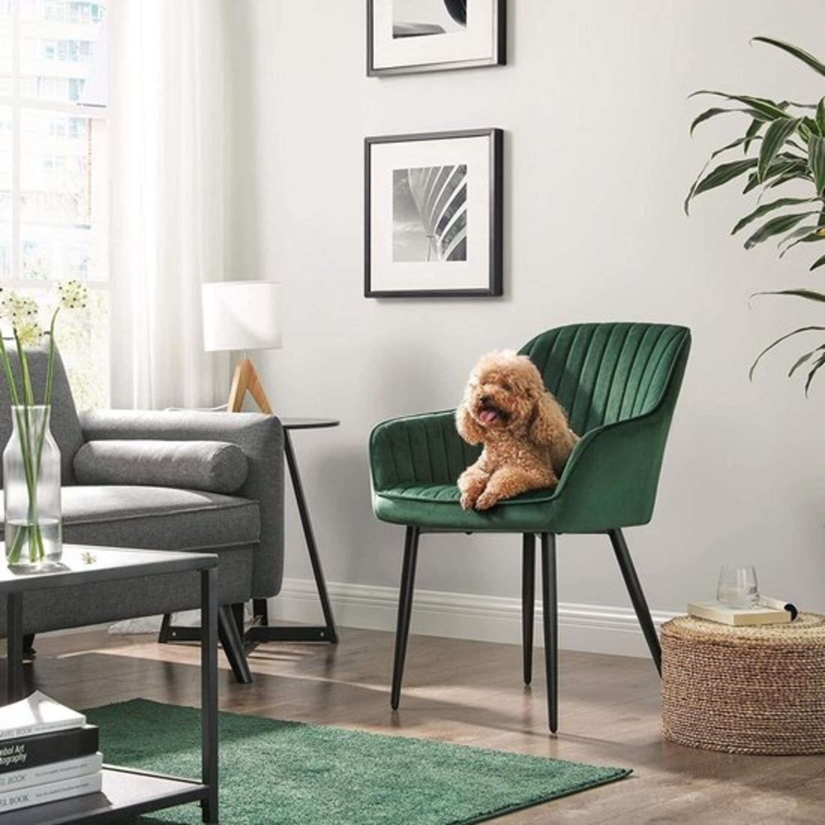 Parya Home dining chair, armchair, upholstered chair with armrests, metal legs, velvet upholstery, seat width 49 cm, max. 110 kg, for study, living room, bedroom, green