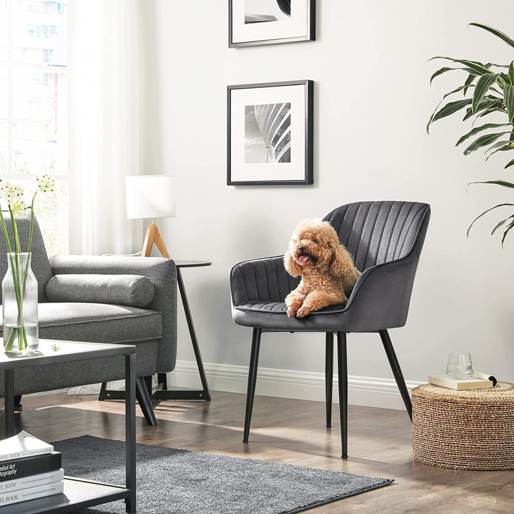 Parya Home eetkamerstoel, fauteuil, gestoffeerde stoel met armleuningen, metalen poten, fluwelen bekleding, zitbreedte 49 cm, max. 110 kg, voor studeerkamer, woonkamer, slaapkamer, grijs