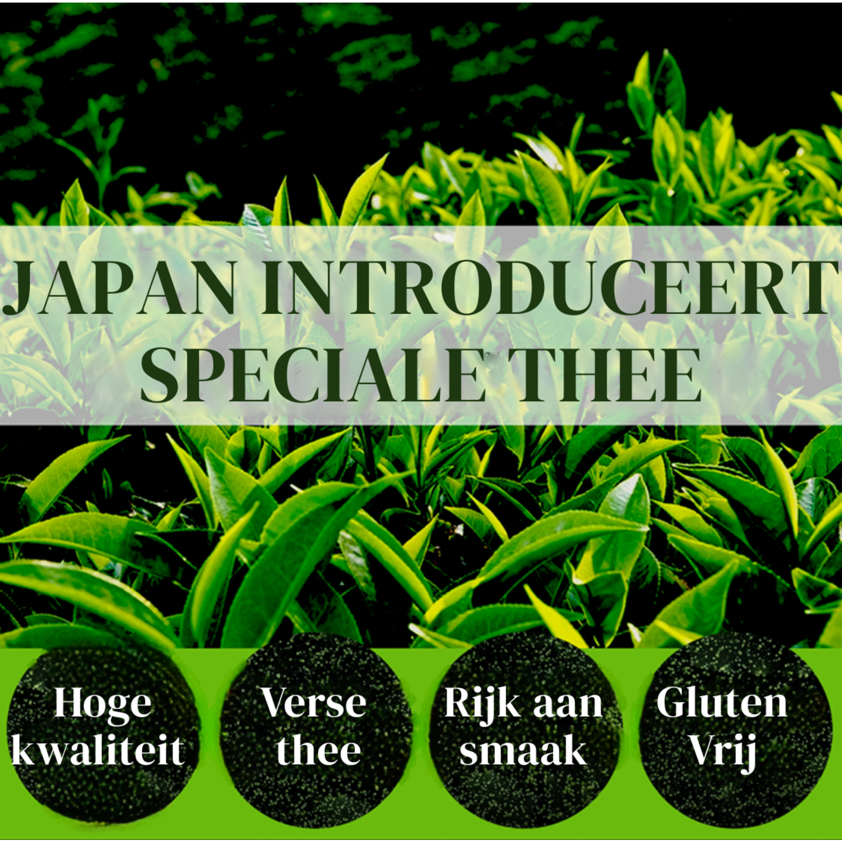 Parya Parya Matcha Powder - 100 grams - Rich in Antioxidants - Matcha Powder - Green Tea - Matcha Tea - Matcha Latte - Matcha Coffee