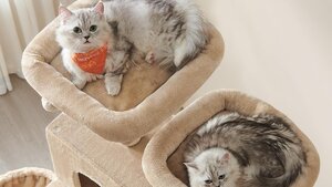 Krabpaal kopen: 6 fouten waardoor je kat 'm links laat liggen