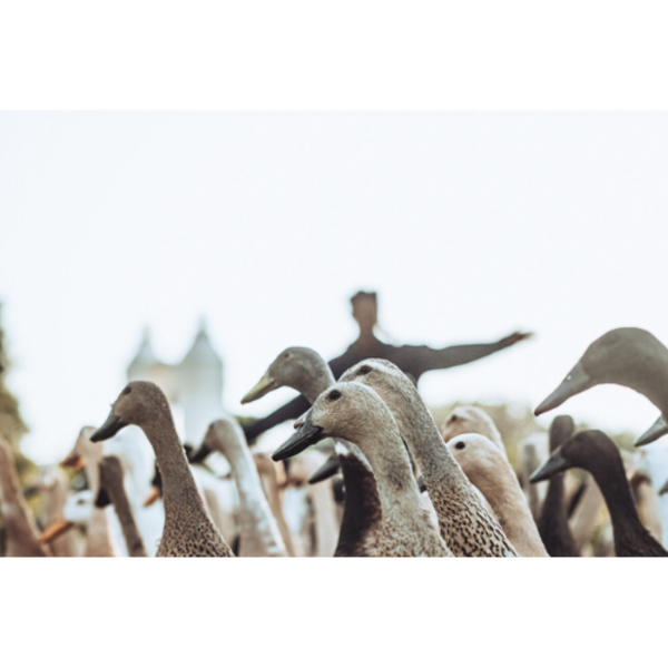 Runner Duck | Wijnpakket