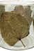 VAND. Lifestyle Groene Windlicht Leaf