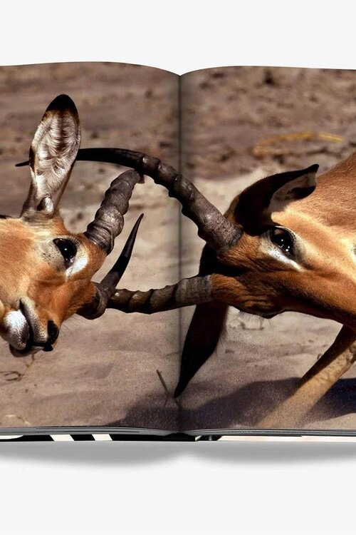 Assouline African Adventures: Die großartigen