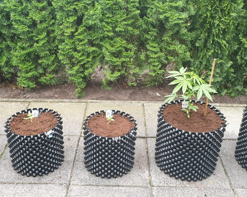 Wietplanten laten groeien in 10 simpele stappen