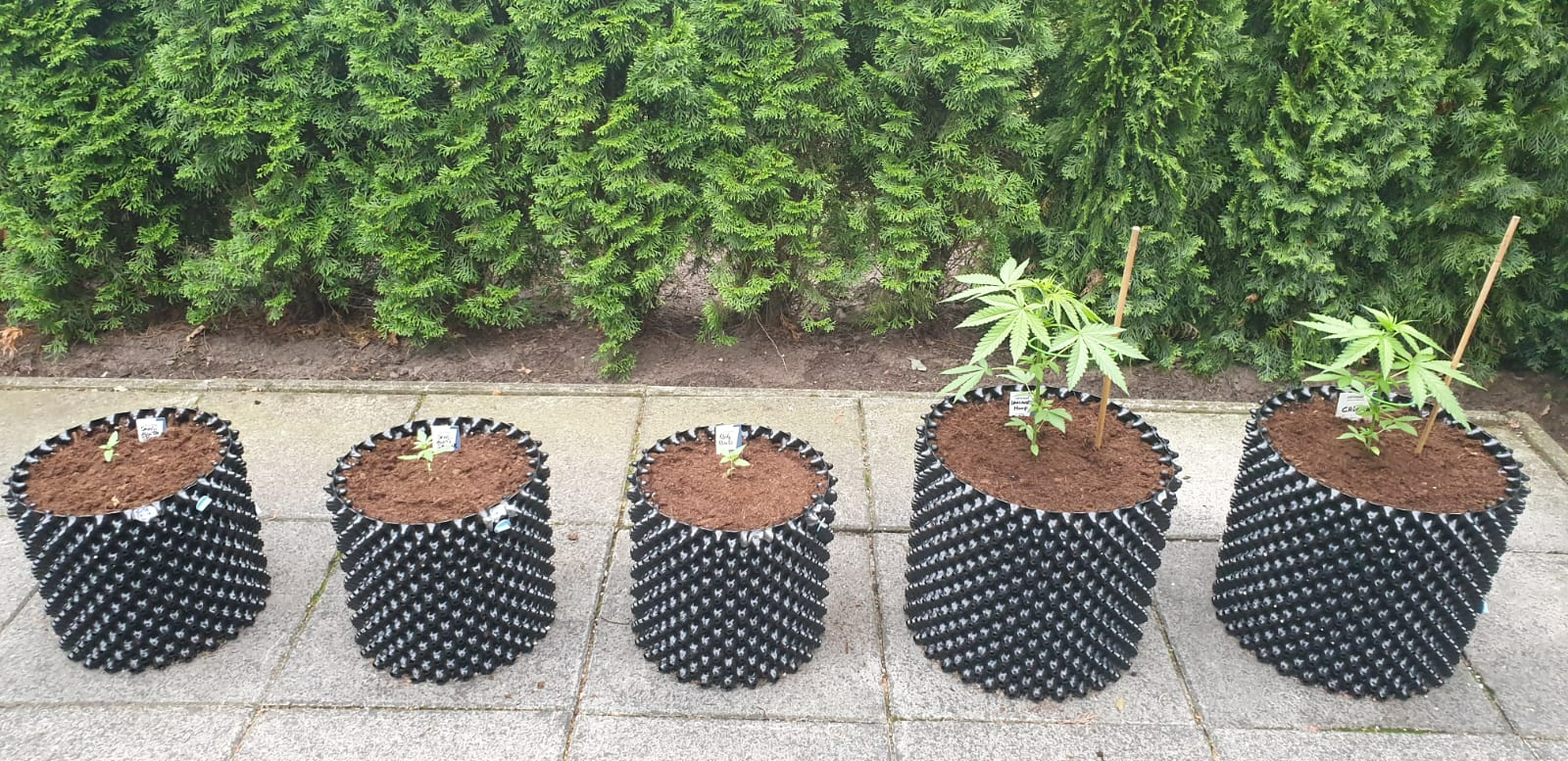 Wietplanten laten groeien in 10 simpele stappen