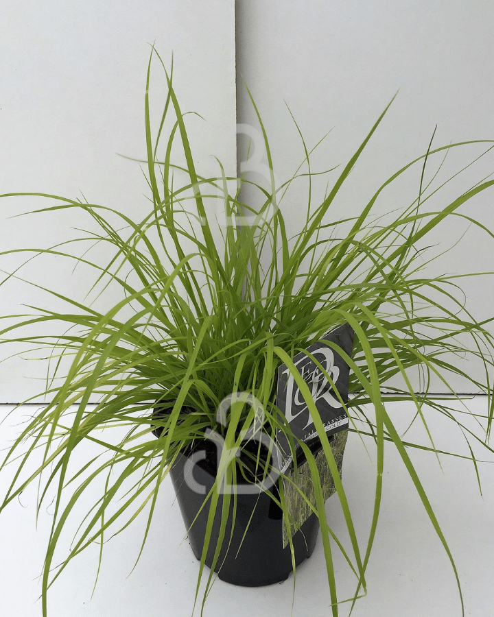 Pennisetum a. 'Hameln Gold' | Lampepoetsergras  | Siergras