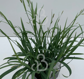 Carex lax. 'Bunny Blue' | Zegge | Siergras