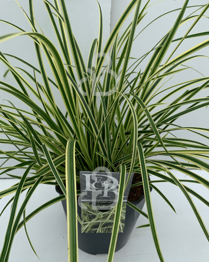 Carex morrowii 'Vanilla Ice' | Zegge | Siergras