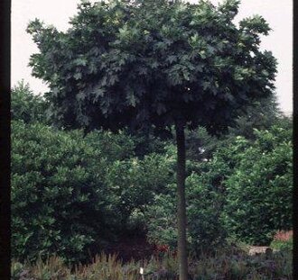 Acer plat. 'Globosum'