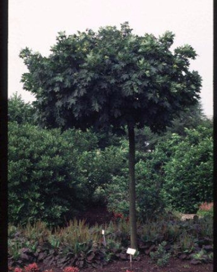 Acer plat. 'Globosum' / Kogelesdoorn