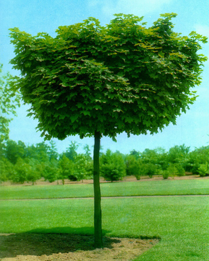 Acer plat. 'Globosum' / Kogelesdoorn