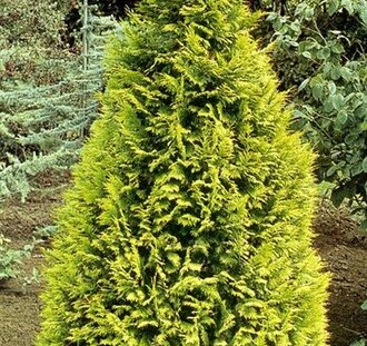 Chamaecyparis l. 'Ivonne'