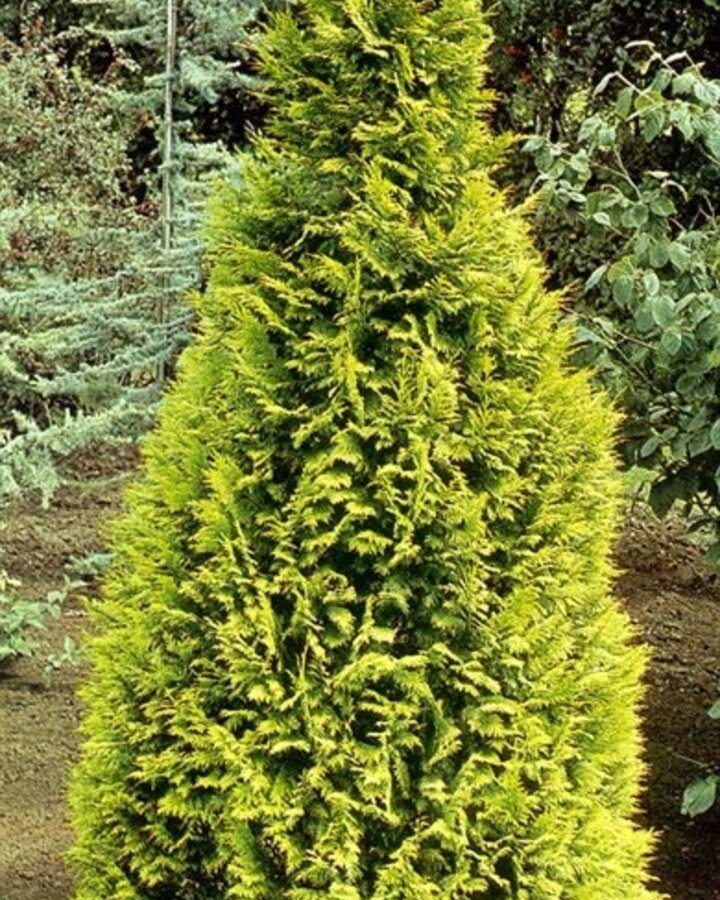 Chamaecyparis l. 'Ivonne' / Schijncipres