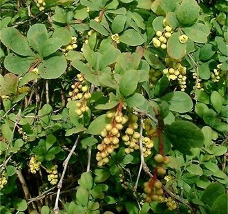 Berberis vulgaris / Gewone zuurbes