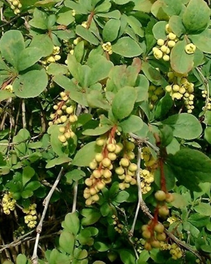 Berberis vulgaris / Gewone zuurbes