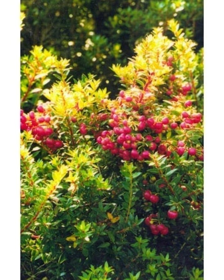Pernettya mucronata