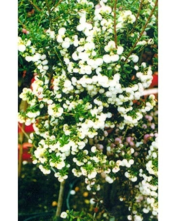Pernettya mucronata