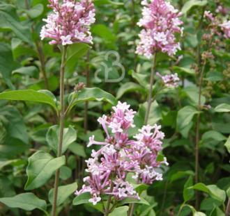 Syringa microphylla 'Superba' | Sering | Heester
