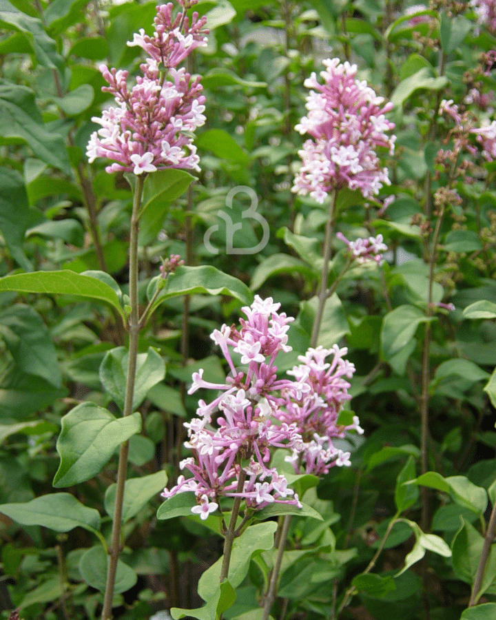Syringa microphylla 'Superba' | Sering | Heester