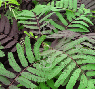 Albizia julibrissin 'Summer Chocolate'