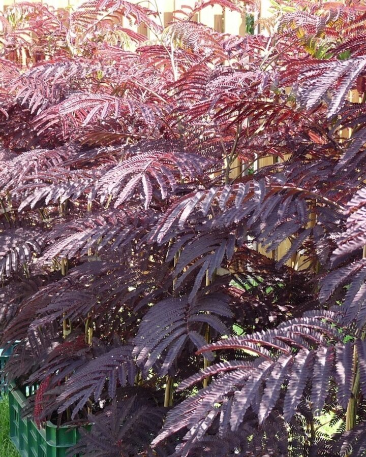 Albizia julibrissin 'Summer Chocolate' / Slaapboom