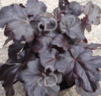 Heuchera micr. 'Obsidian' | Purperklokje | Vaste plant
