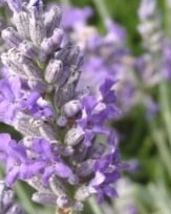 Lavandula ang. 'Richard Gray' | Lavendel | Vaste plant