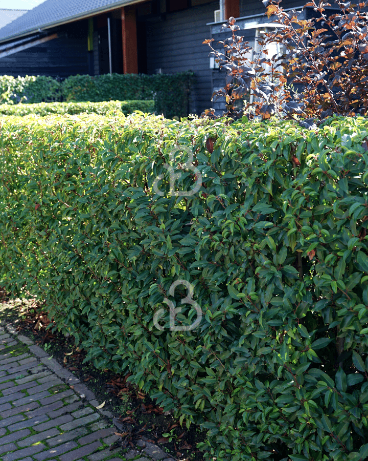 Prunus lusitanica 'Angustifolia'Prunus lusitanica 'Angustifolia' | Portugese  Laurier | Haagplanten