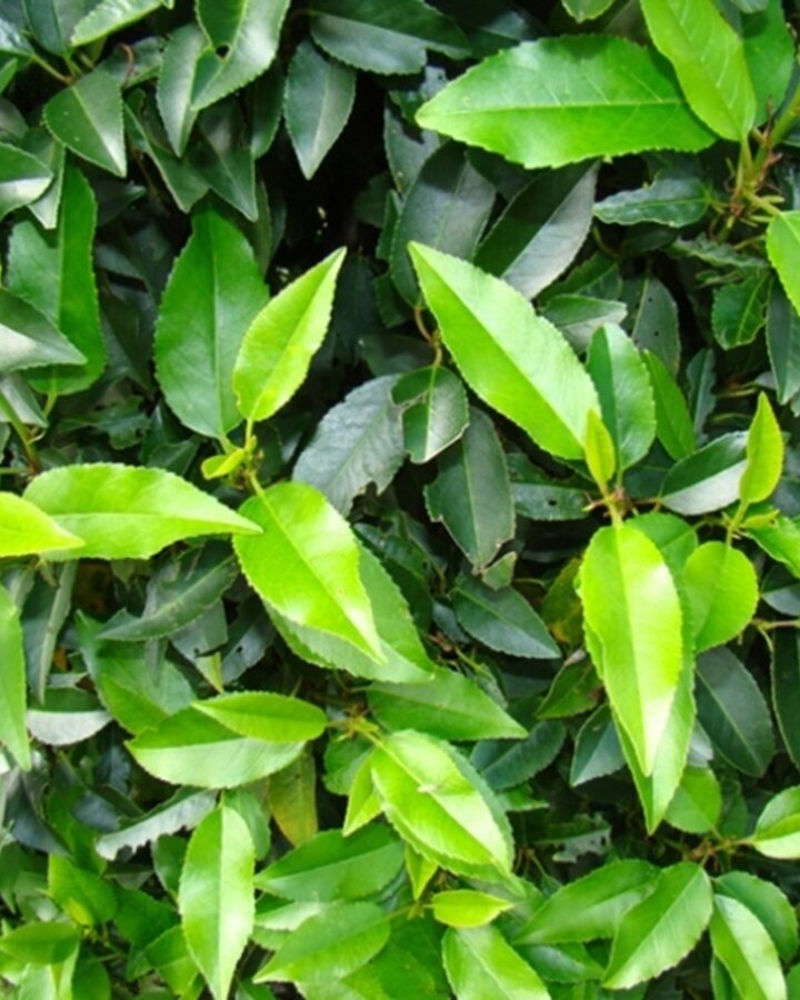 Prunus lusitanica 'Angustifolia'Prunus lusitanica 'Angustifolia' | Portugese  Laurier | Haagplanten