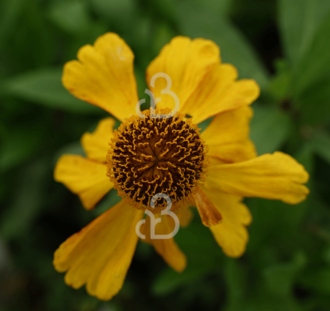 Helenium 'Sahin's Early Flowerer | Zonnekruid | Vaste plant