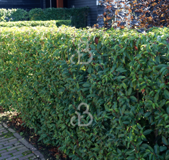 Prunus lusitanica 'Angustifolia' | Portugeese laurier | Heester