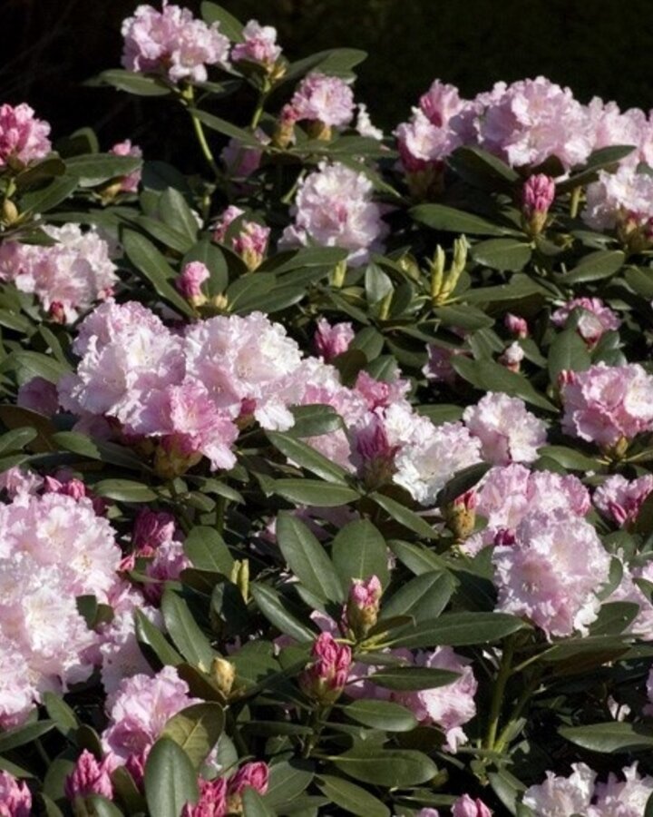 Rhododendron (Y) 'Silberwolke' / Dwergrhododendron