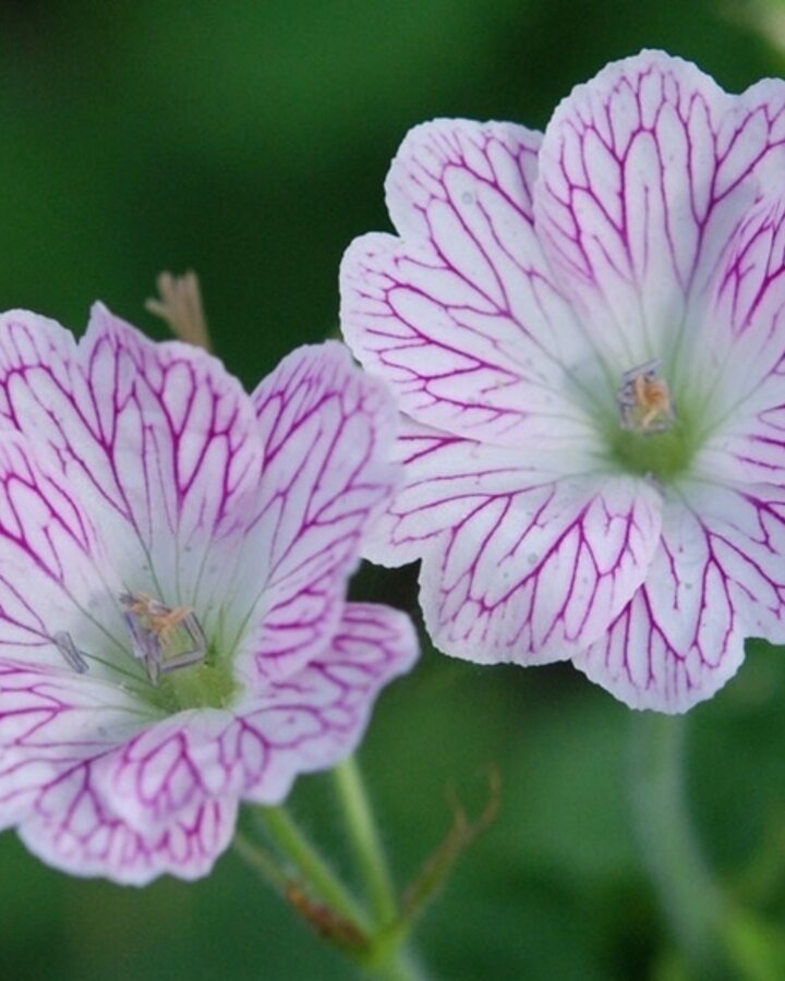 Geranium versicolor | Ooievaarsbek | Vaste plant