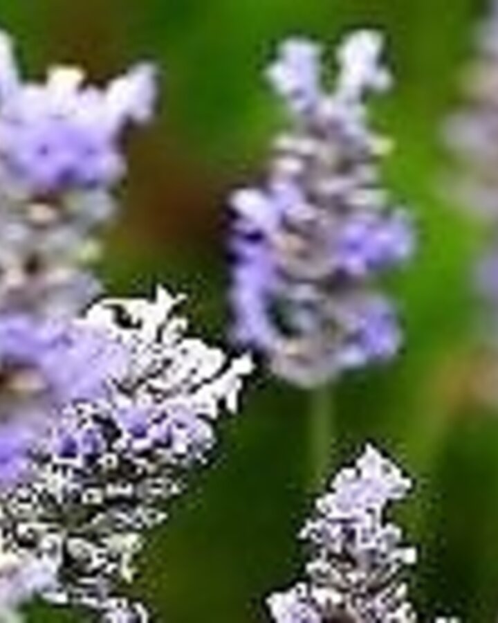 Lavandula int. 'Dutch' | Lavendel | Vaste plant