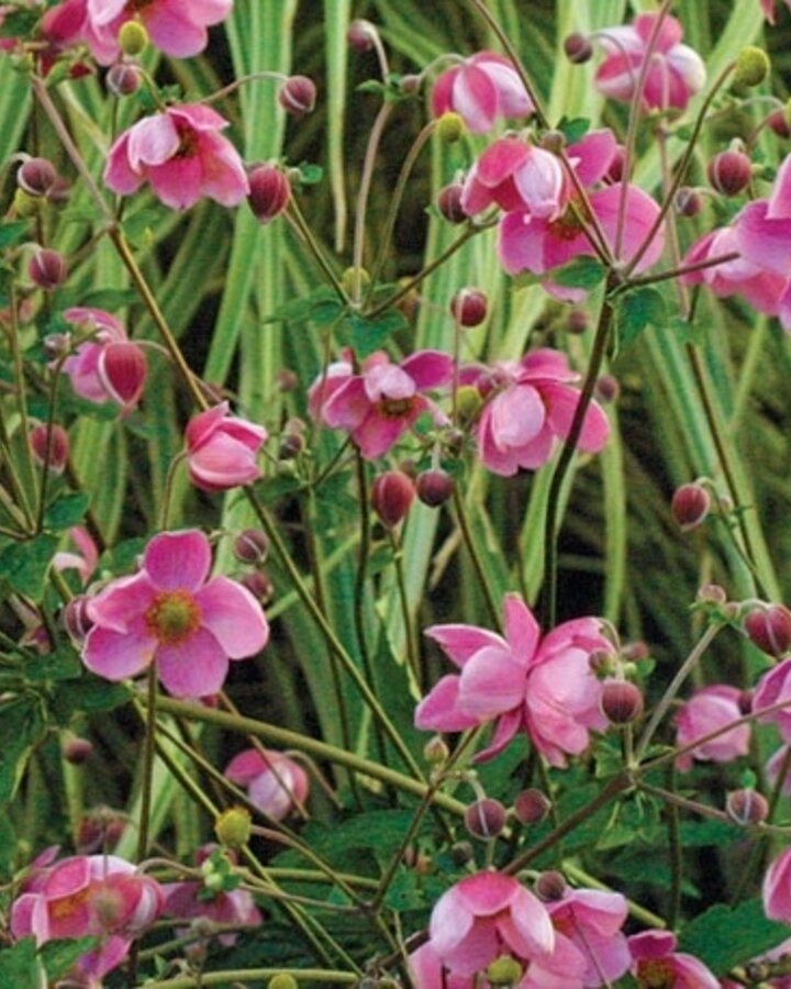 Anemone hyb. 'Hadspen Abundance' | Anemoon | Vaste plant