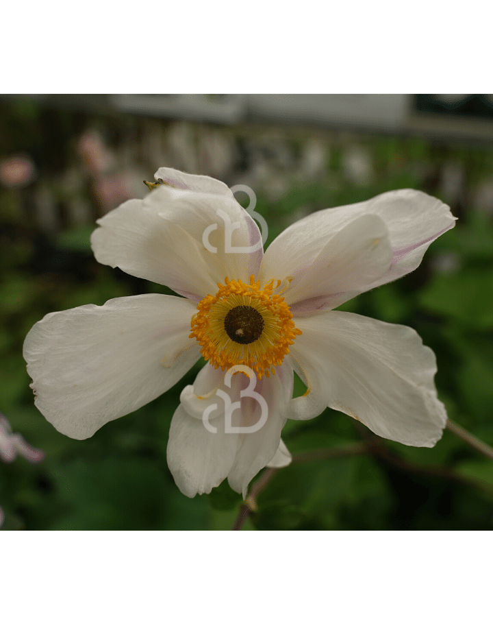 Anemone hybr. 'Dainty Swan' | Anemoon | Vaste plant